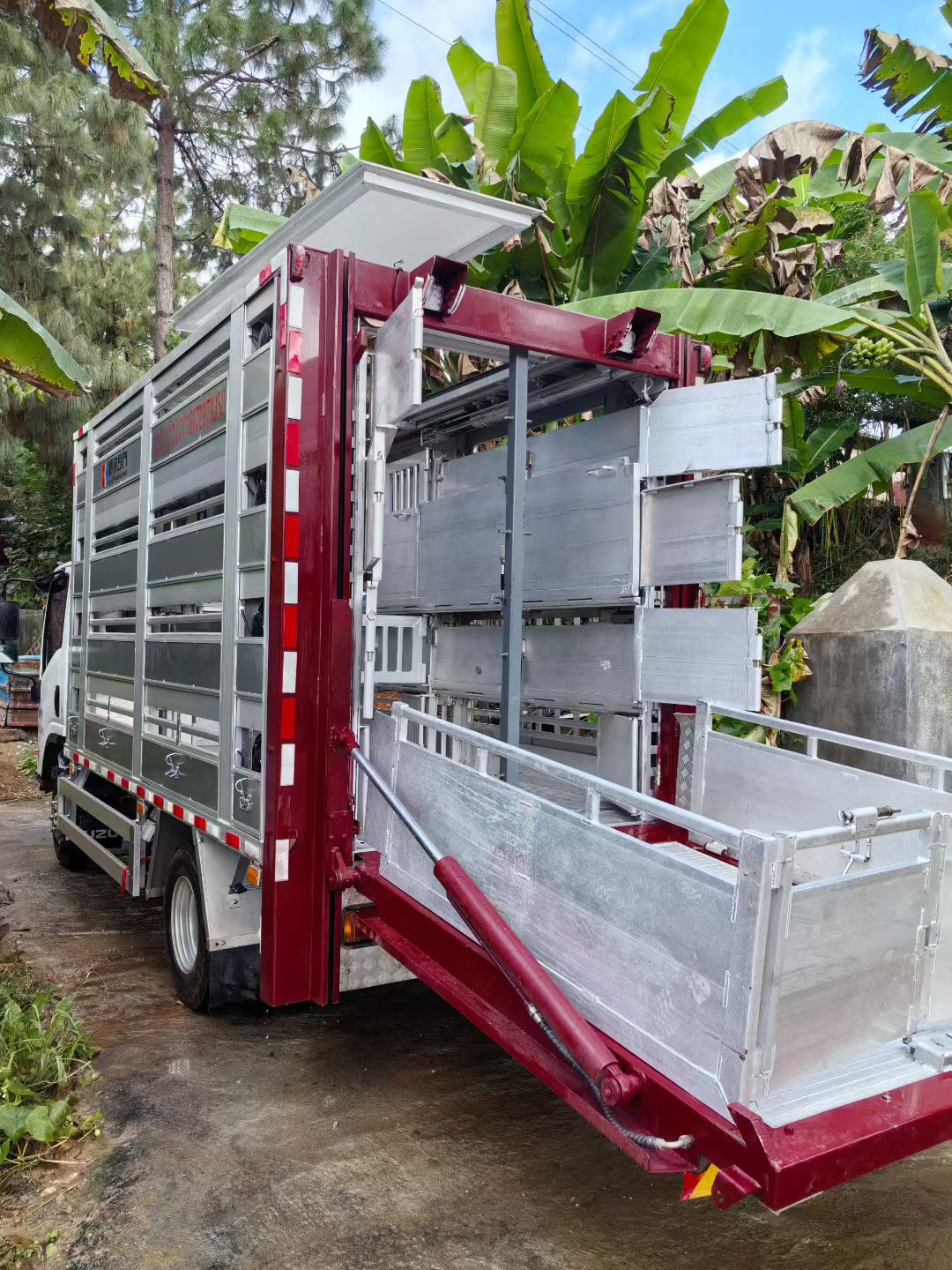 Livestock Transportation Case By Our Truck